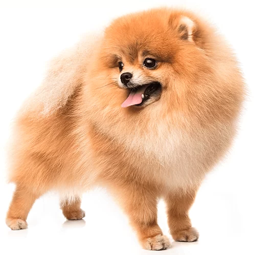 when should you neuter a pomeranian puppy