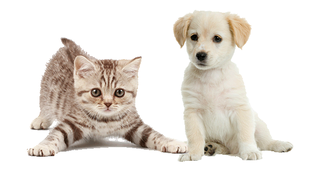 Save on Vet Care with our 365 Pet Care Plan | Join Online Today ...