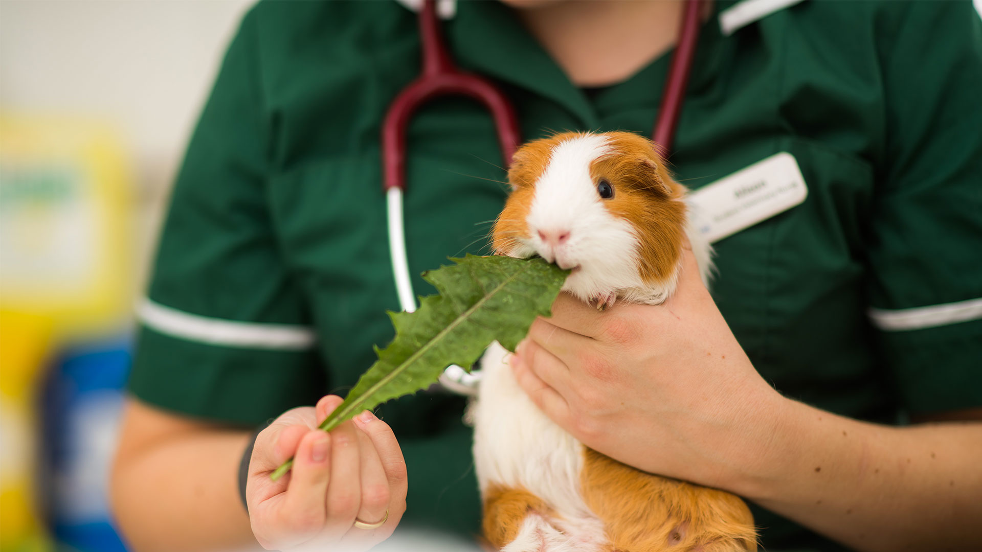 Offers Local Vets in Eastbourne Eastbourne Vets