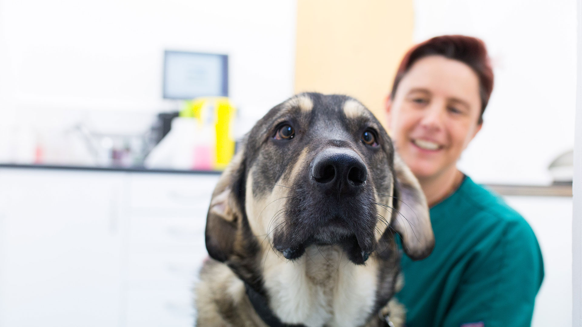 Contact Our Vet Team Plymouth Elm Vet Group Elm Vets Plymouth