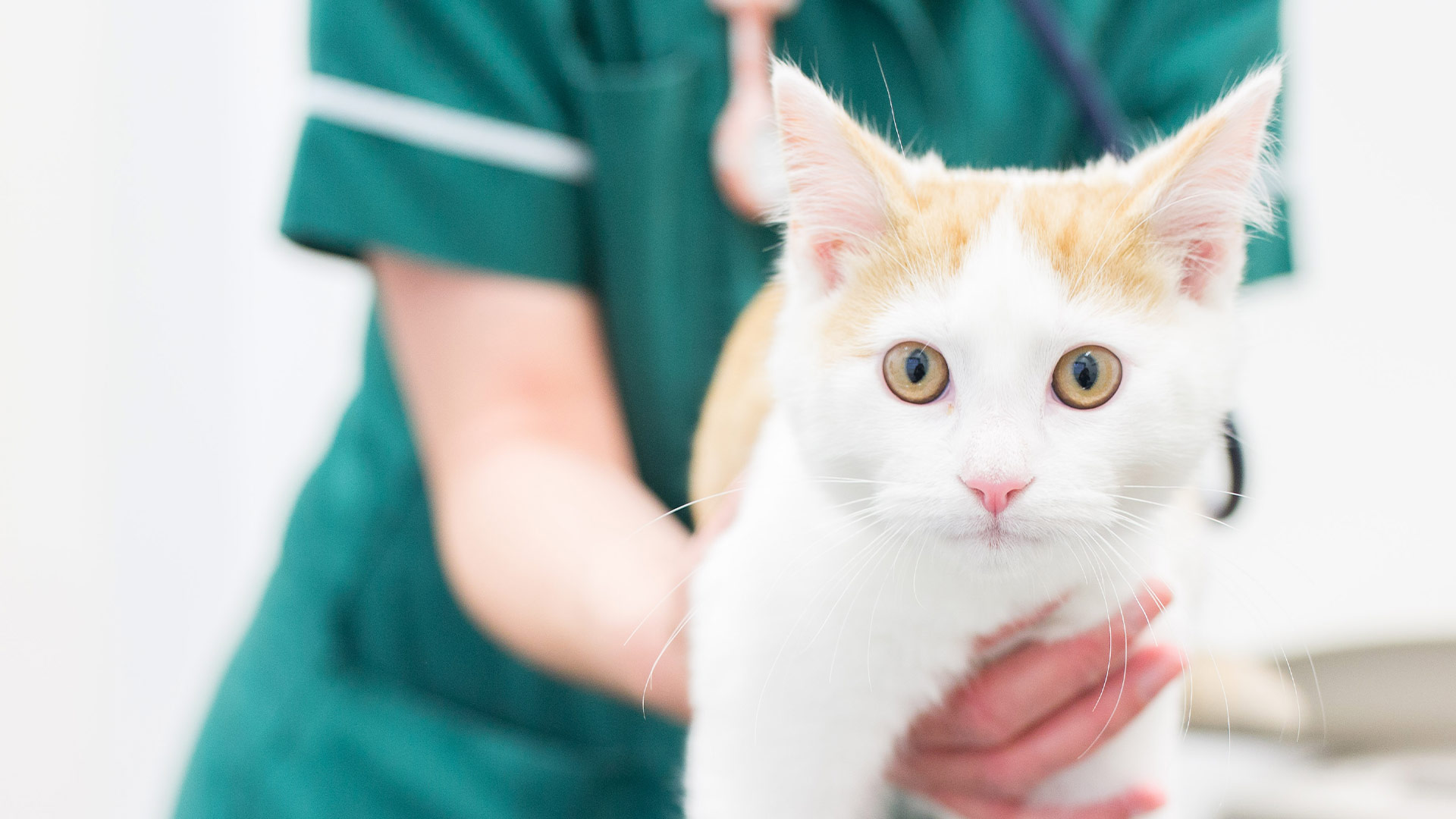 Pet Care Services In Plymouth Elm Veterinary Group Elm Vets Plymouth