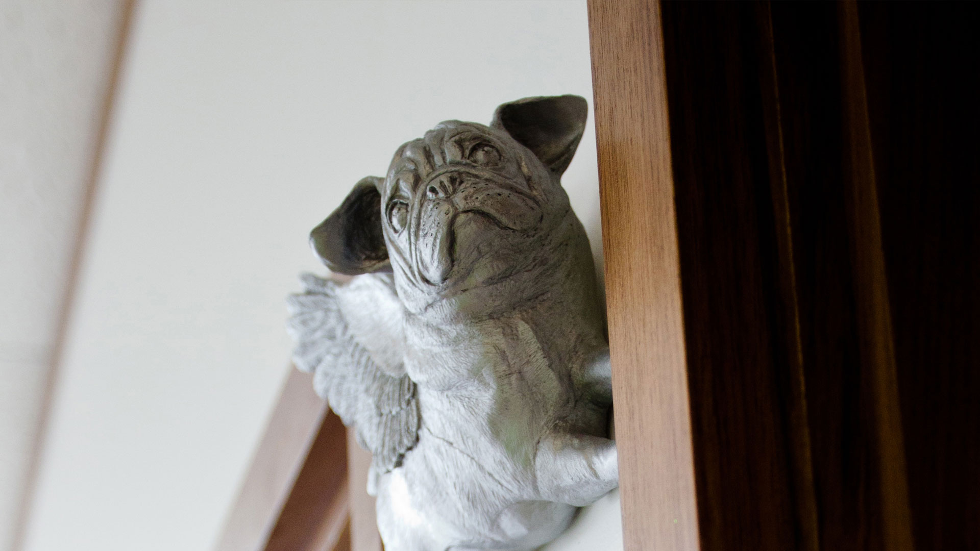 Blog Local Vets in Emersons Green Emersons Green Veterinary Surgery