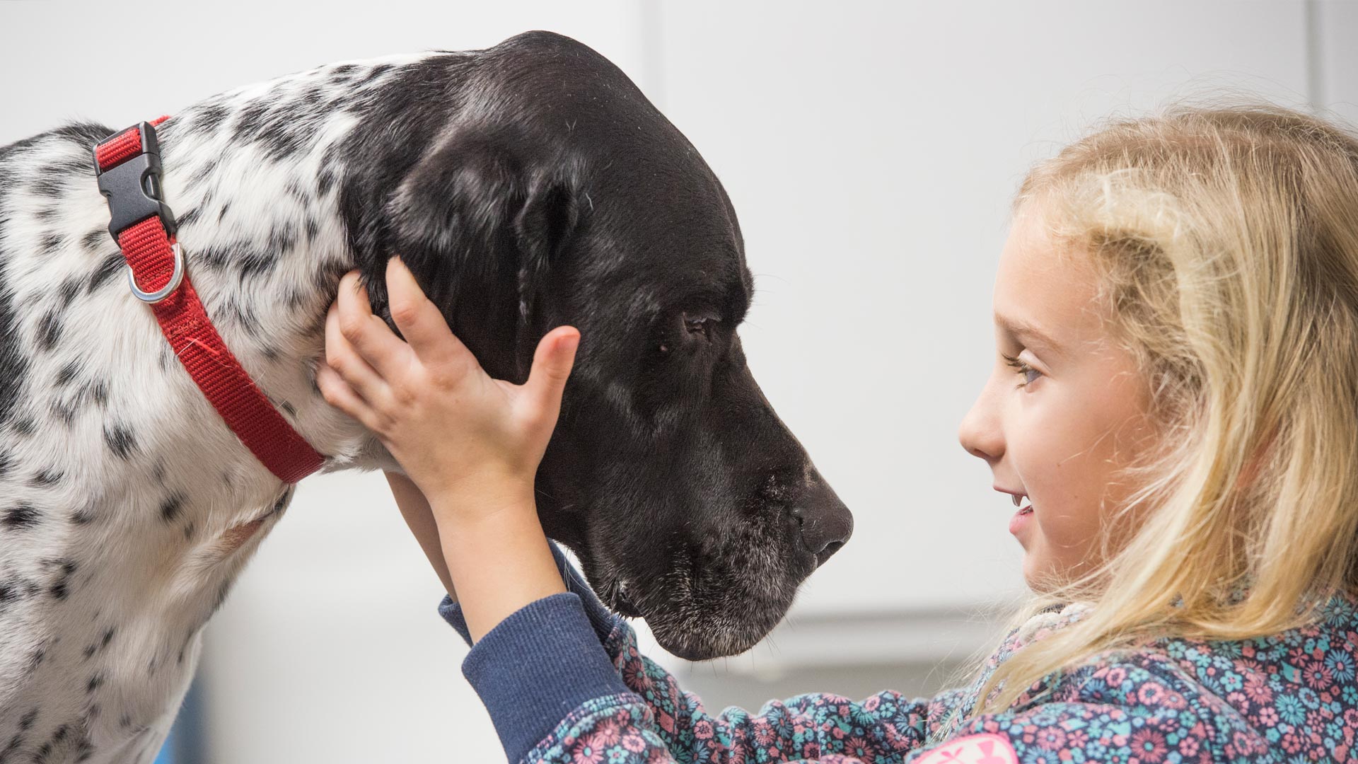 Offers Local Vets in Emersons Green Emersons Green Veterinary Surgery