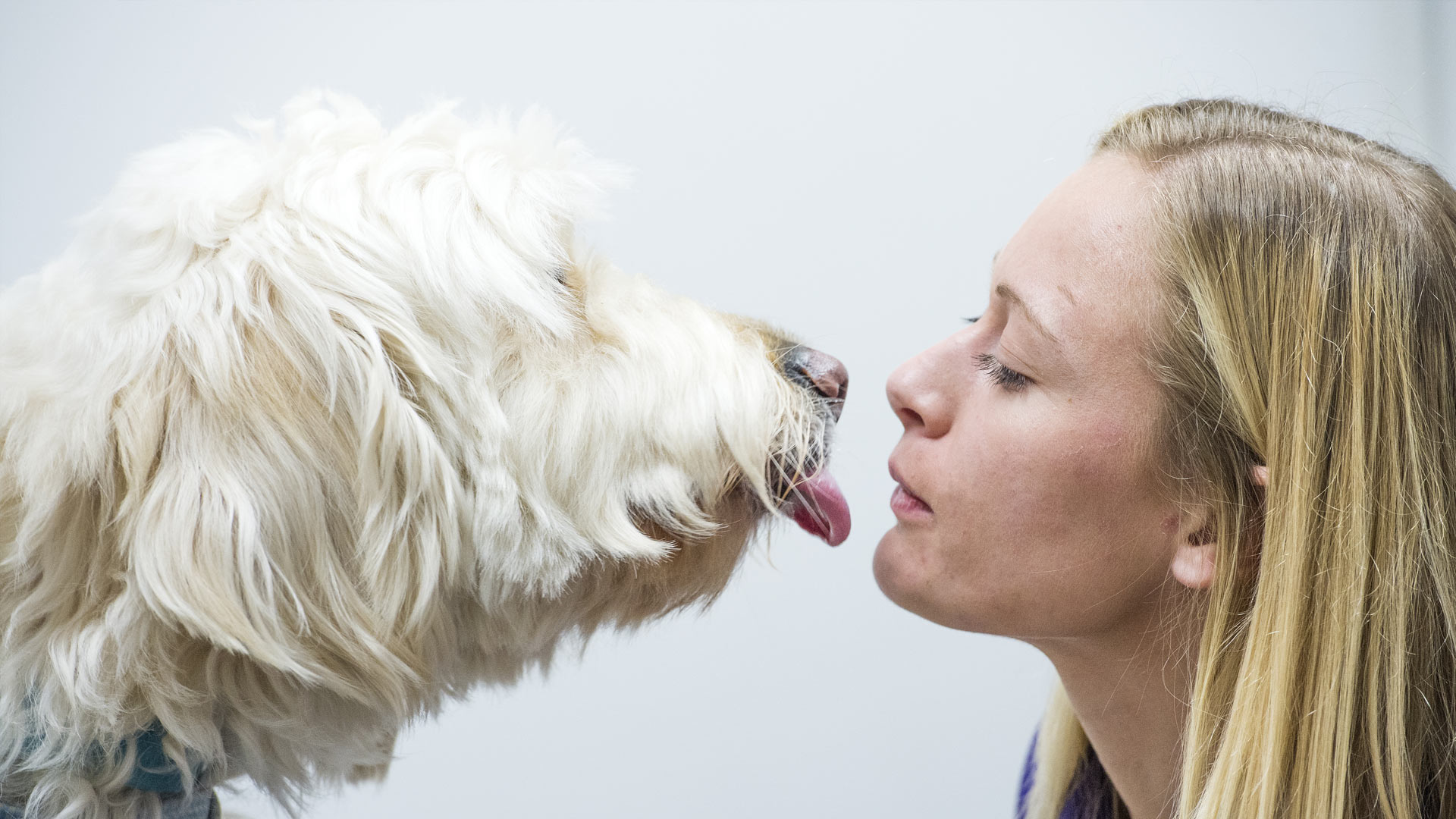 Our Pet Health Plan Local Vets in Emersons Green Emersons Green