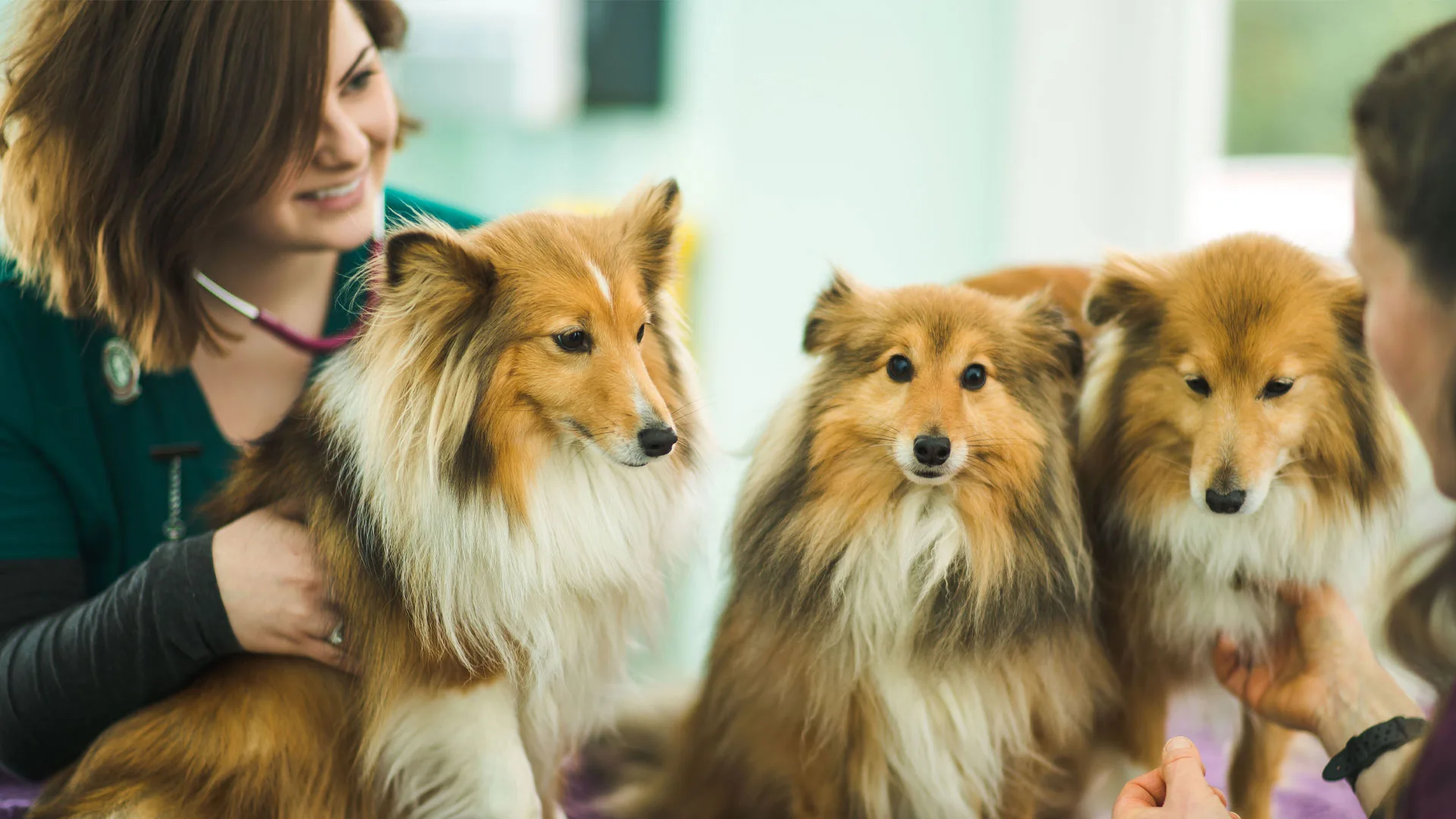 Three collies at the vet