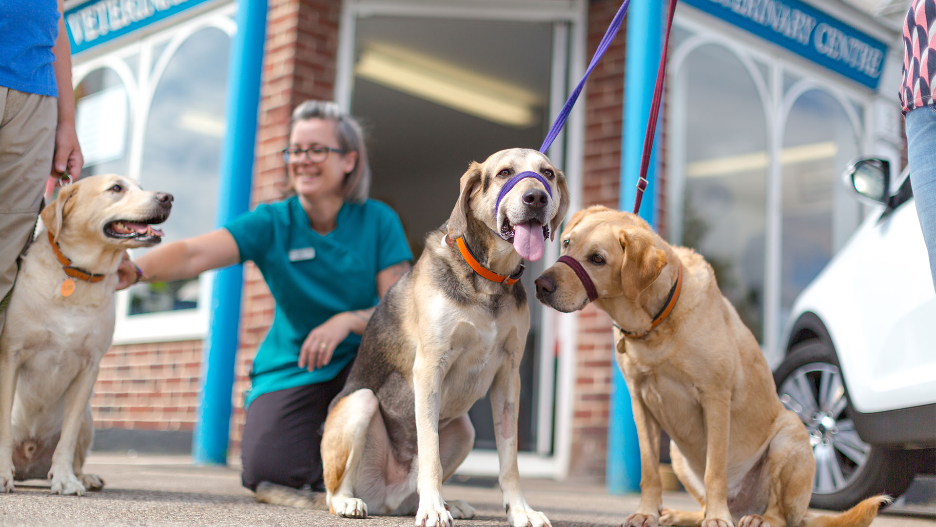 Vets in Ashford Affordable Ashford Vets Eureka Vets