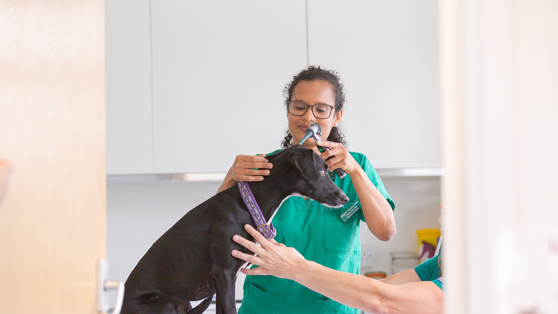 Emergency Care Local Vets in Ashford, Kent Eureka Vets