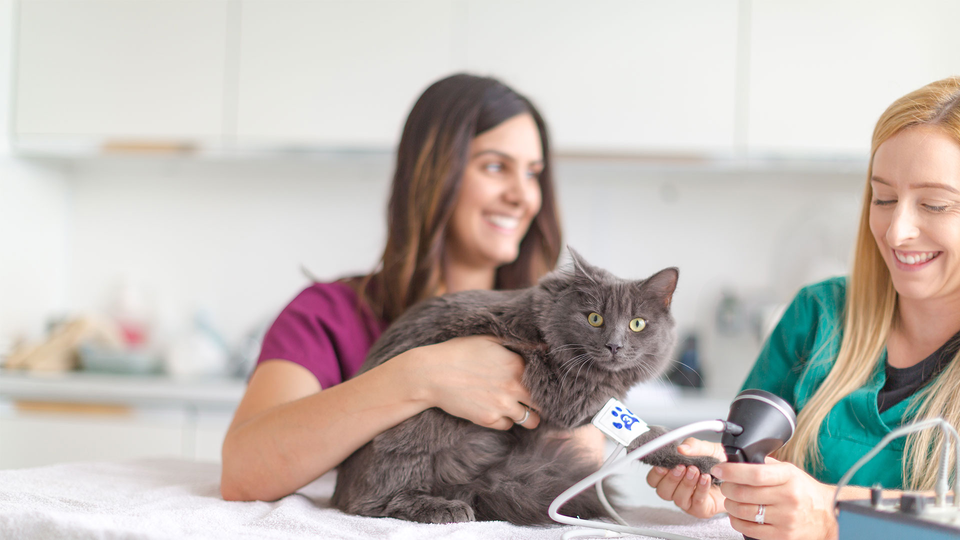 Meet the Team Local Vets in Ashford, Kent Eureka Vets