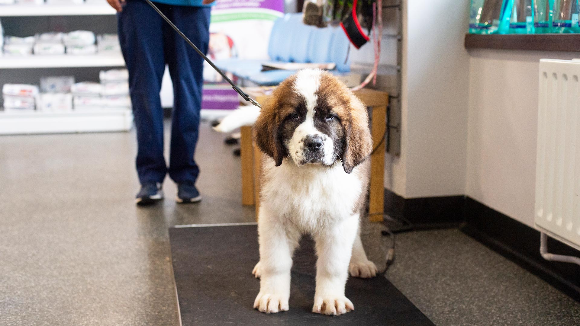 About Us Local Vets in Ballymena and Antrim Fenaghy Vets