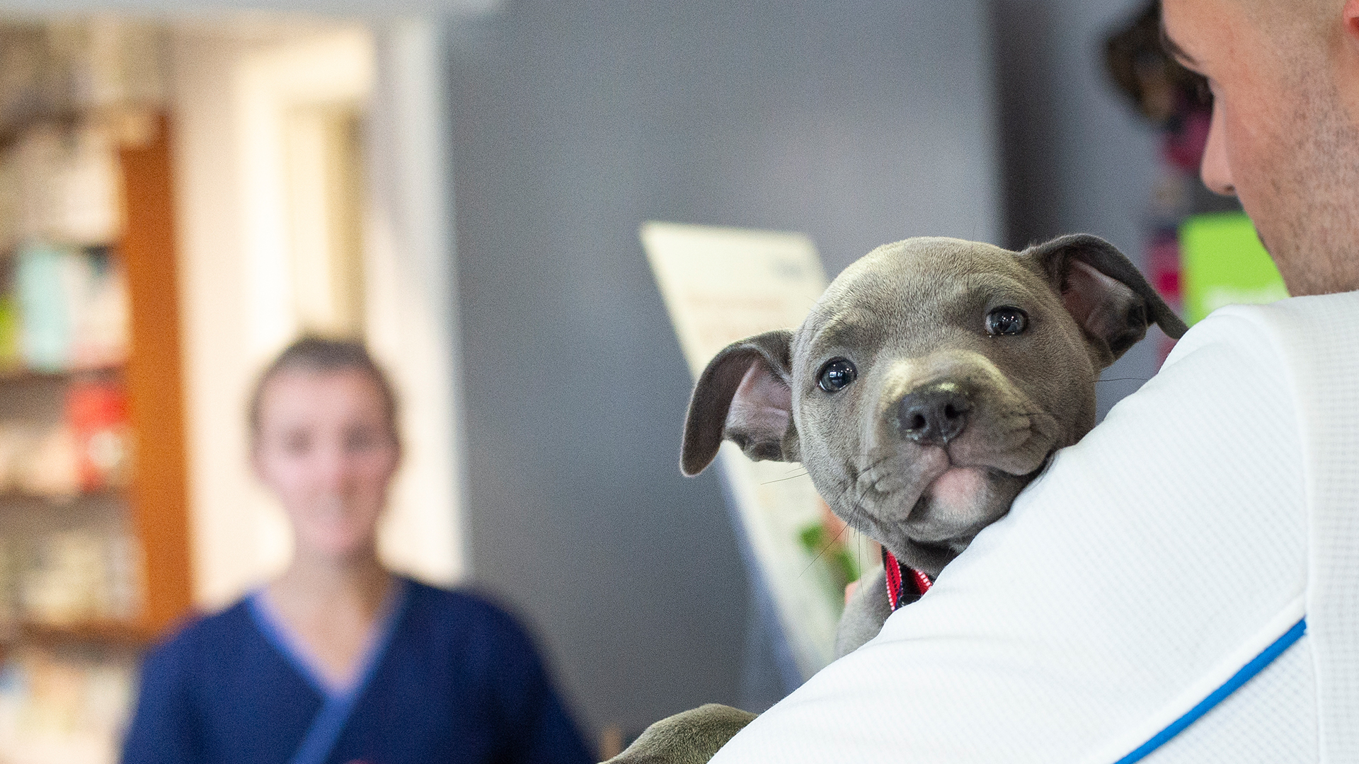 Vets In Ballymena and Antrim Affordable Antrim Vets Fenaghy Vets