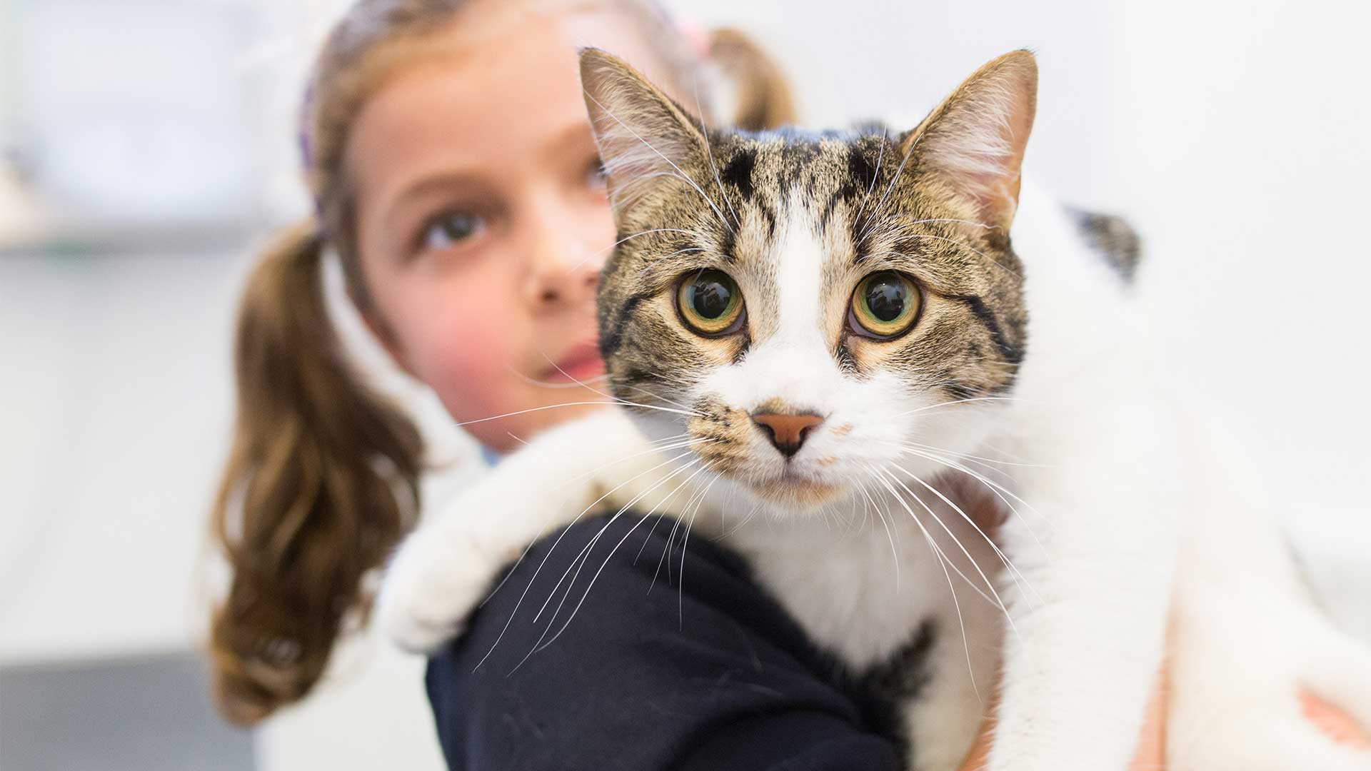 Pet Advice Local Vets in Newport, Gwent Fields Vets