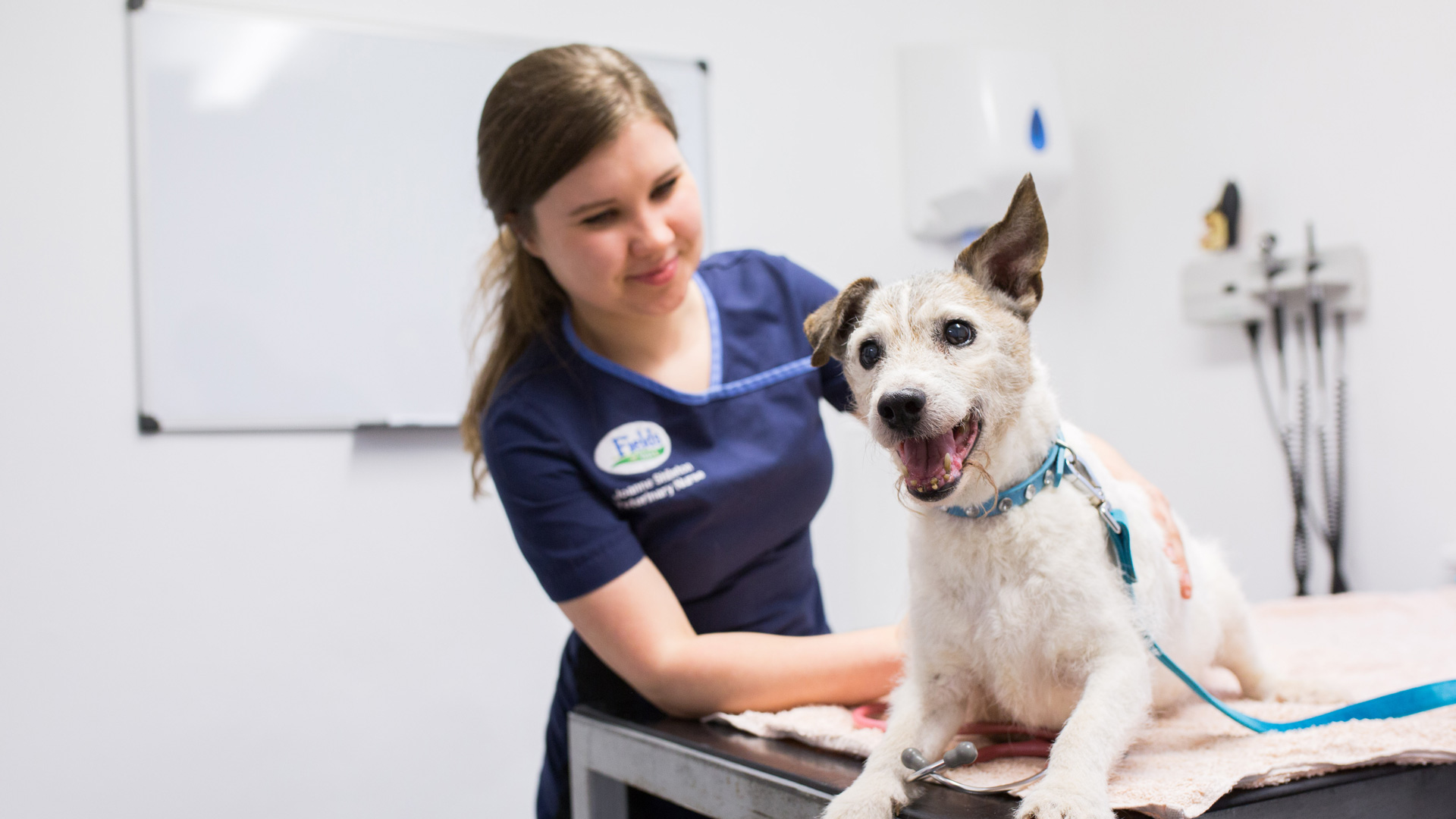 Vet Offers in Newport Local Vets Fields Vets