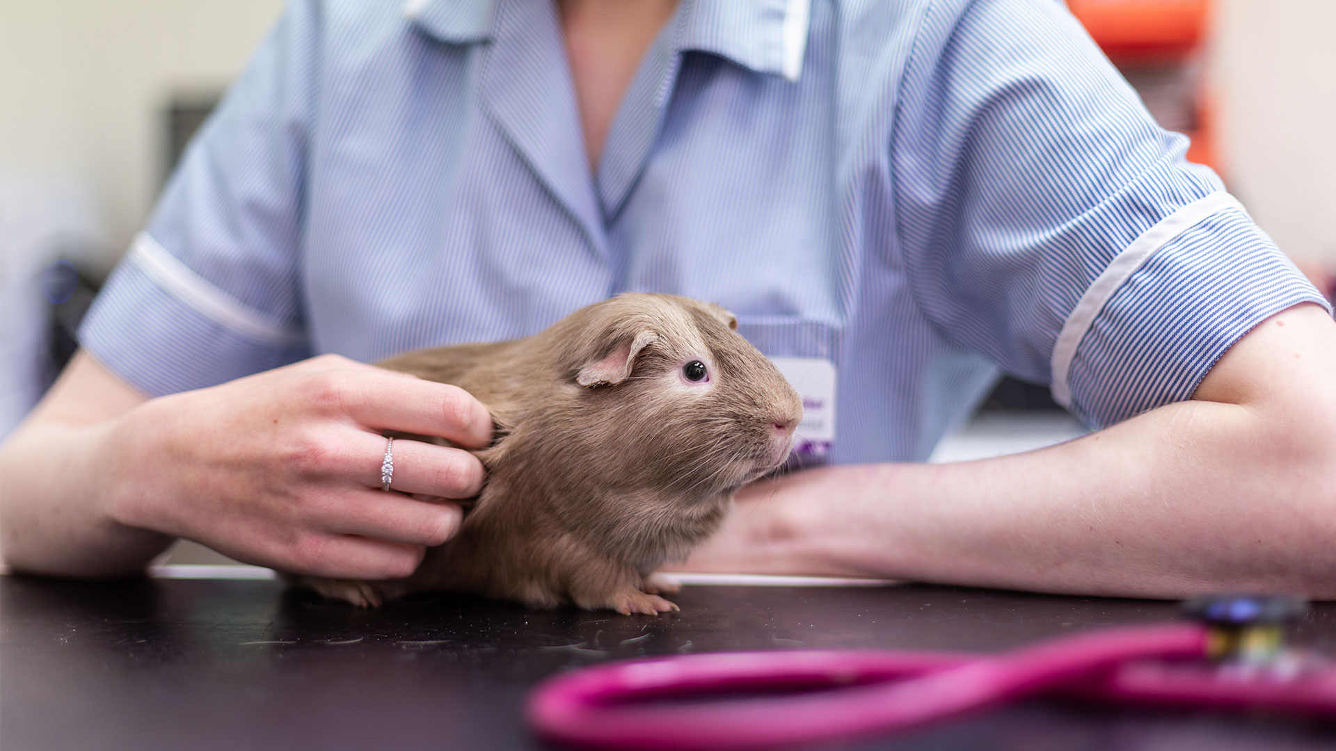 News And Blogs Fivelands Veterinary Centre