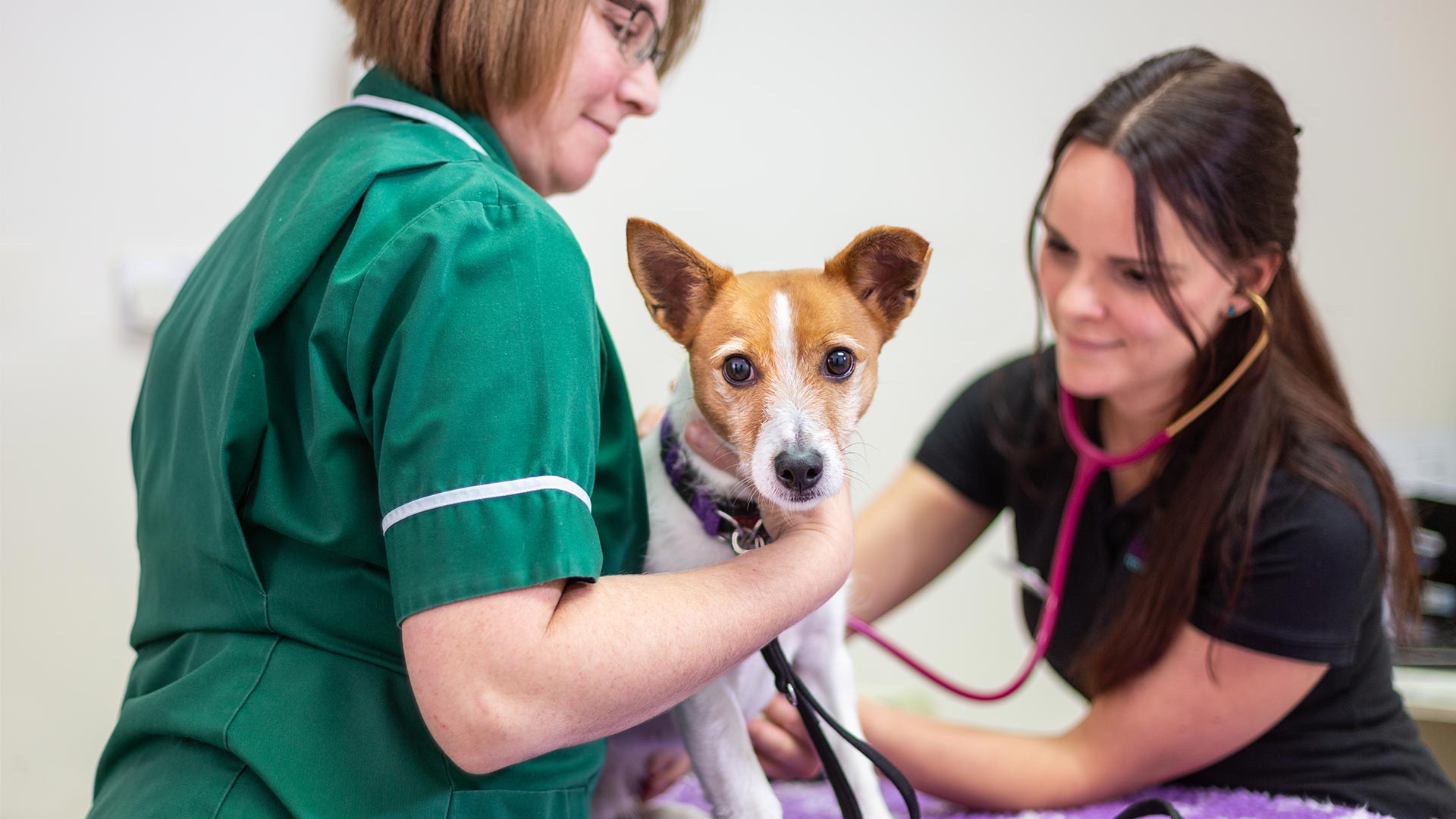 Book An Appointment - Fivelands Veterinary Centre