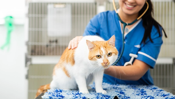 Cat Only Clinics Local Vets In Birmingham Fivelands Veterinary Centre 