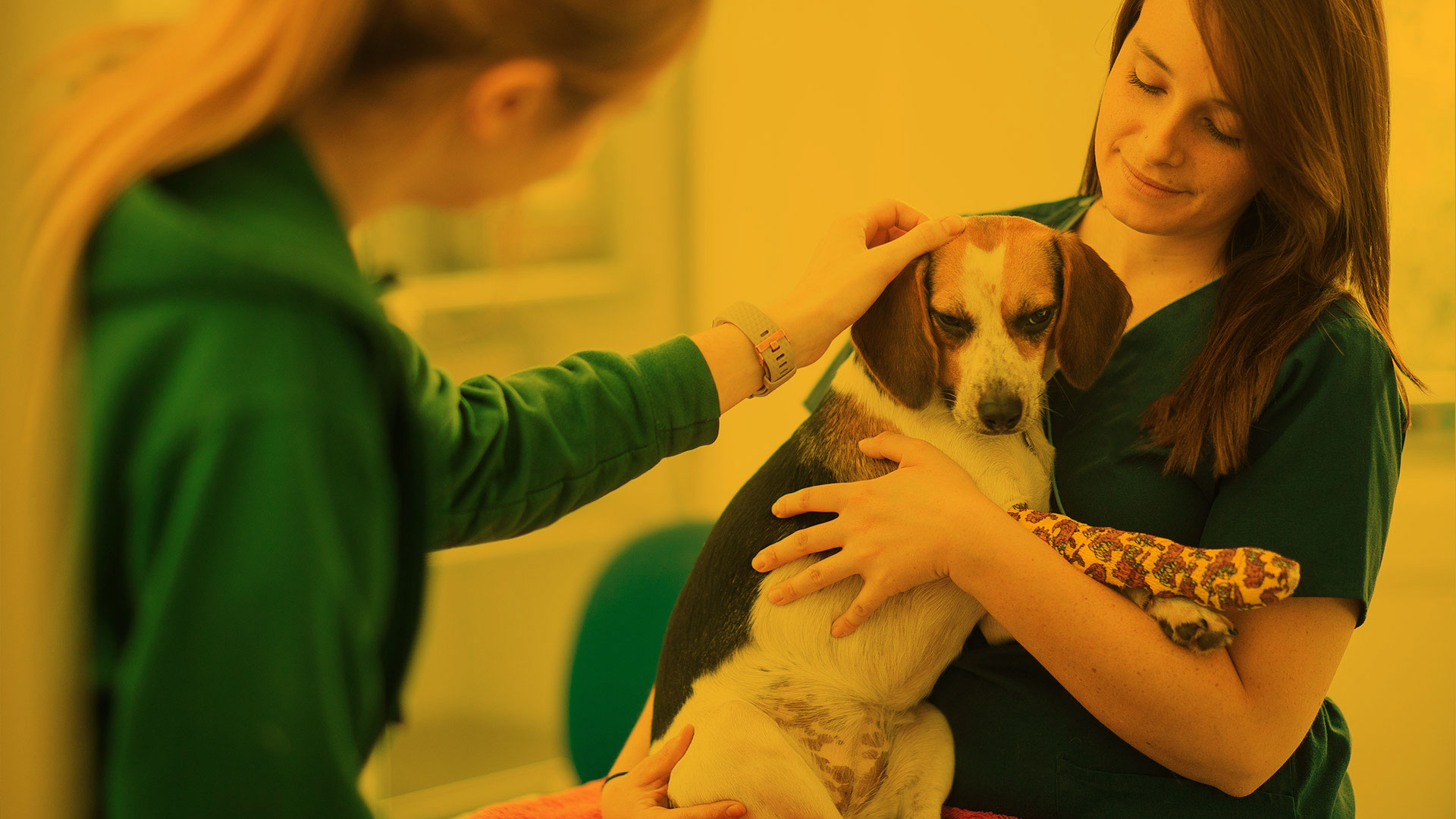 Veterinary CPD Events Local Pet Surgeons in Leeds Frank. Pet Surgeons
