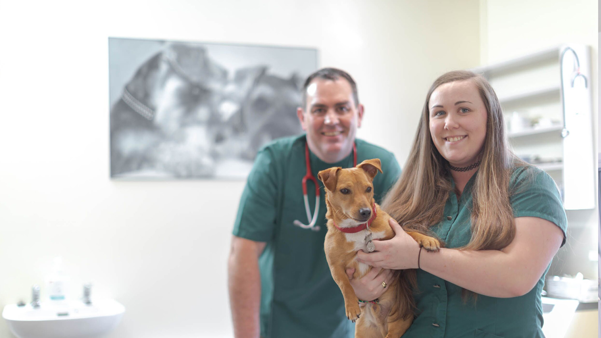 Pet Care In Belfast Pet Advice Garden Lodge Veterinary Clinic Garden Lodge Vets