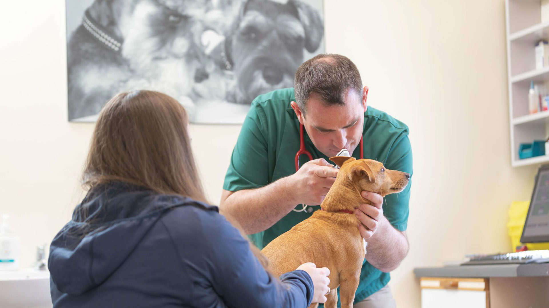 Services at Garden Lodge Veterinary Clinic Vets in Belfast Garden Lodge Vets
