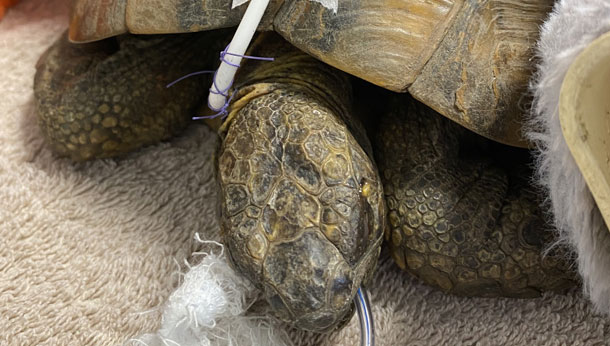 Tortoise