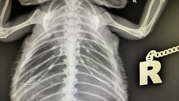 X-ray