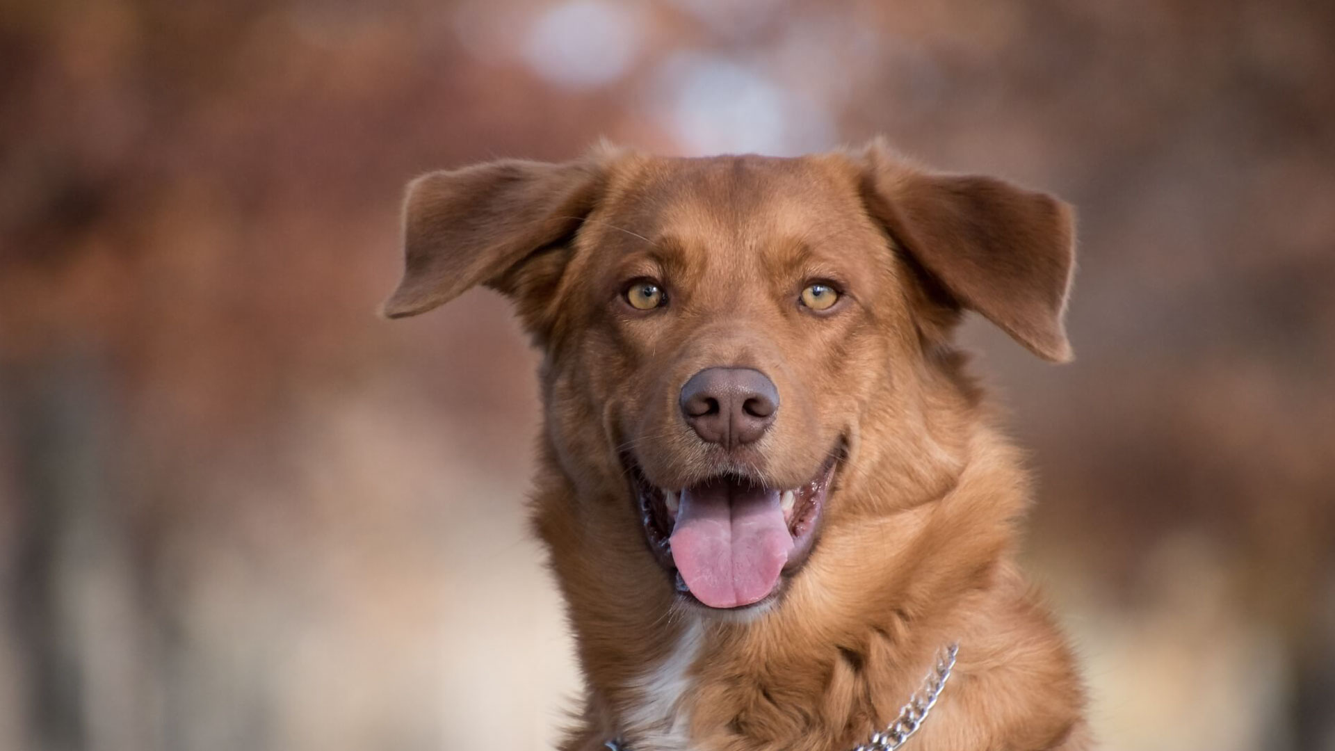 Pet Info Vets in Allerton, Bingley & Haworth Gatehouse Vets Bradford