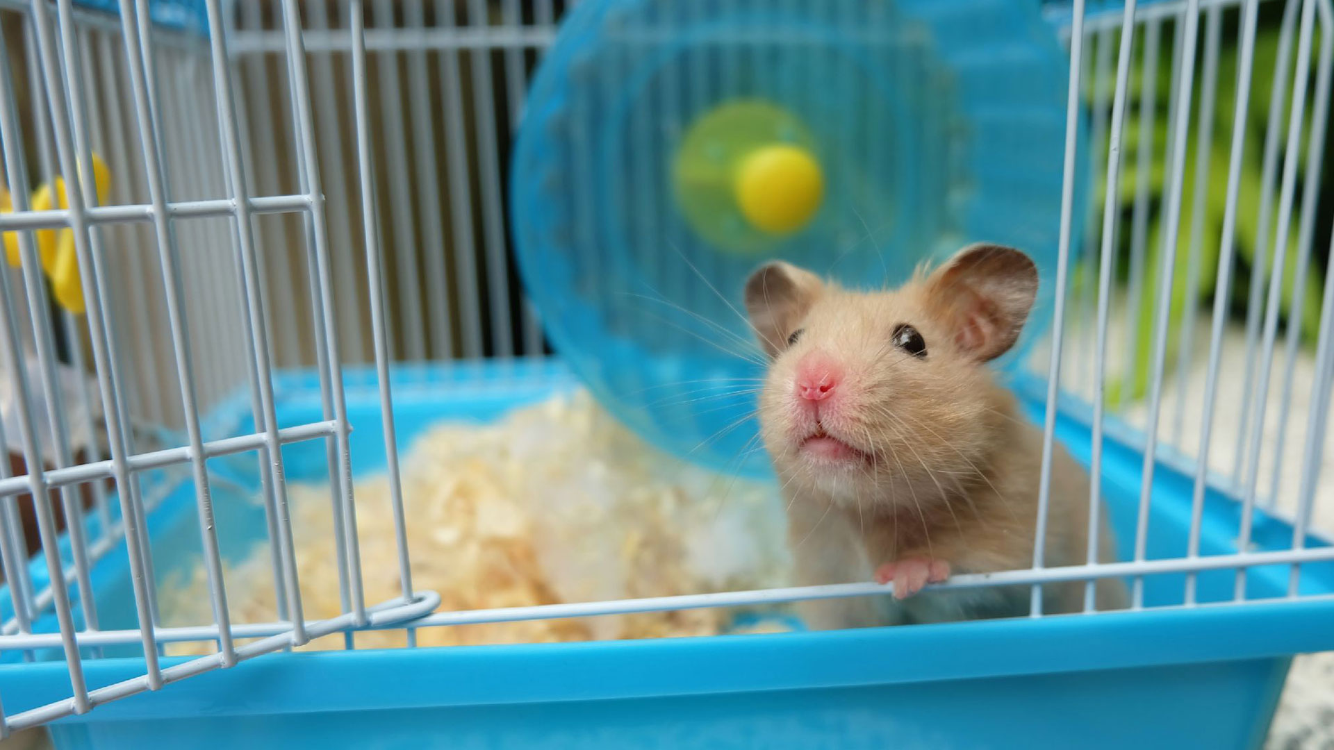 Contact Our Veterinary Team Bradford Gate House Vets Gatehouse