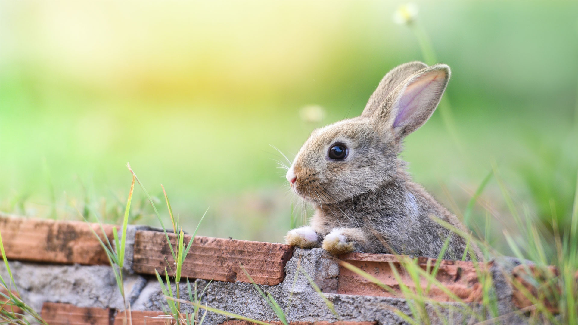 Book An Appointment Vets in Allerton, Bingley & Haworth Gatehouse