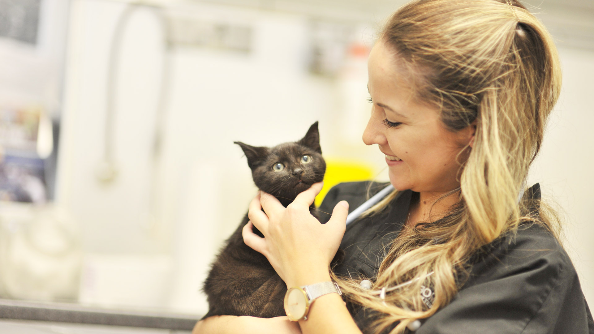 About us Local Vets in Standish Gilmore Vets