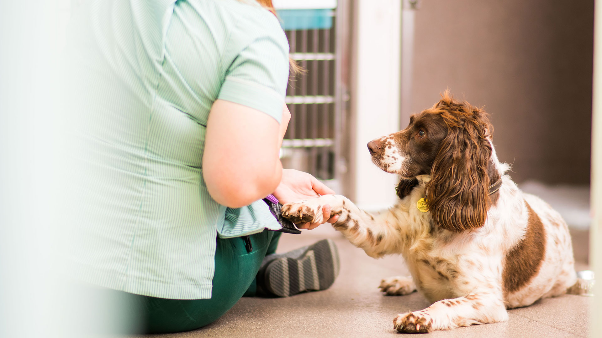 Vet Clinic in Telford Meet the Team Gladstone Vets