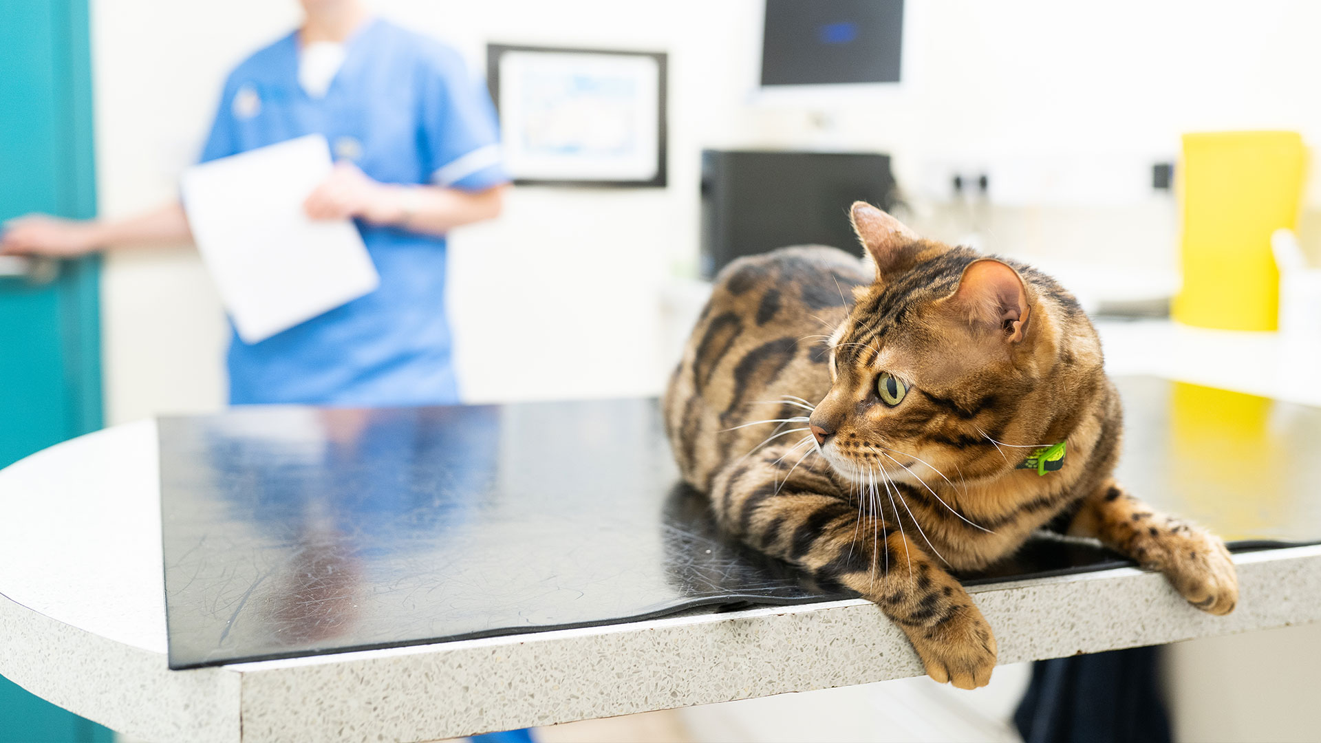 About Us Local Vet Clinic in Telford Gladstone Vets