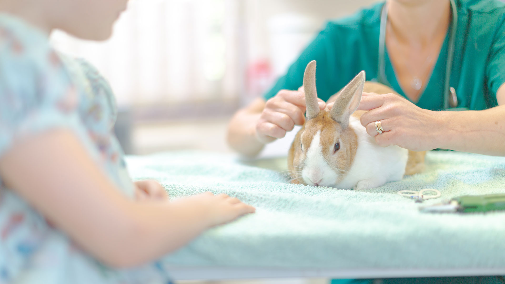 Rabbit Advice from Passionate Vets in Holt & Wells Glaven Vets