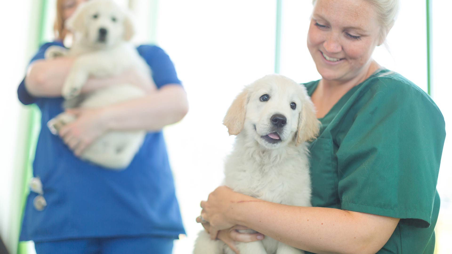 Vets around Glasgow Affordable Glasgow Vets Glenbrae Vet