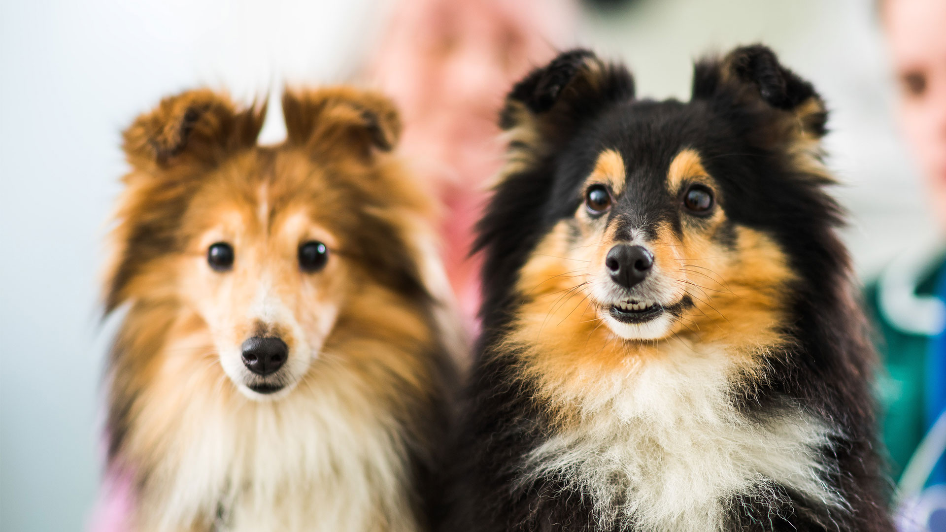 Meet the Team Local Vets in Crumlin, Glengormley & Lisburn Glenburn