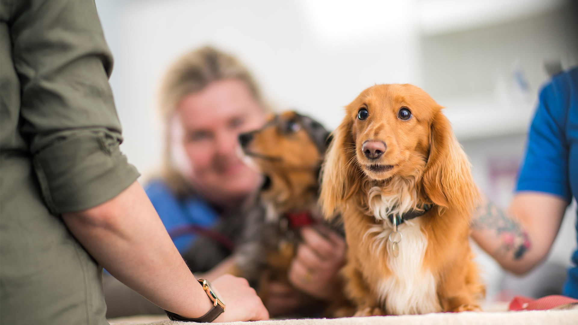 Vets in Northern Ireland Offers Glenburn Vets