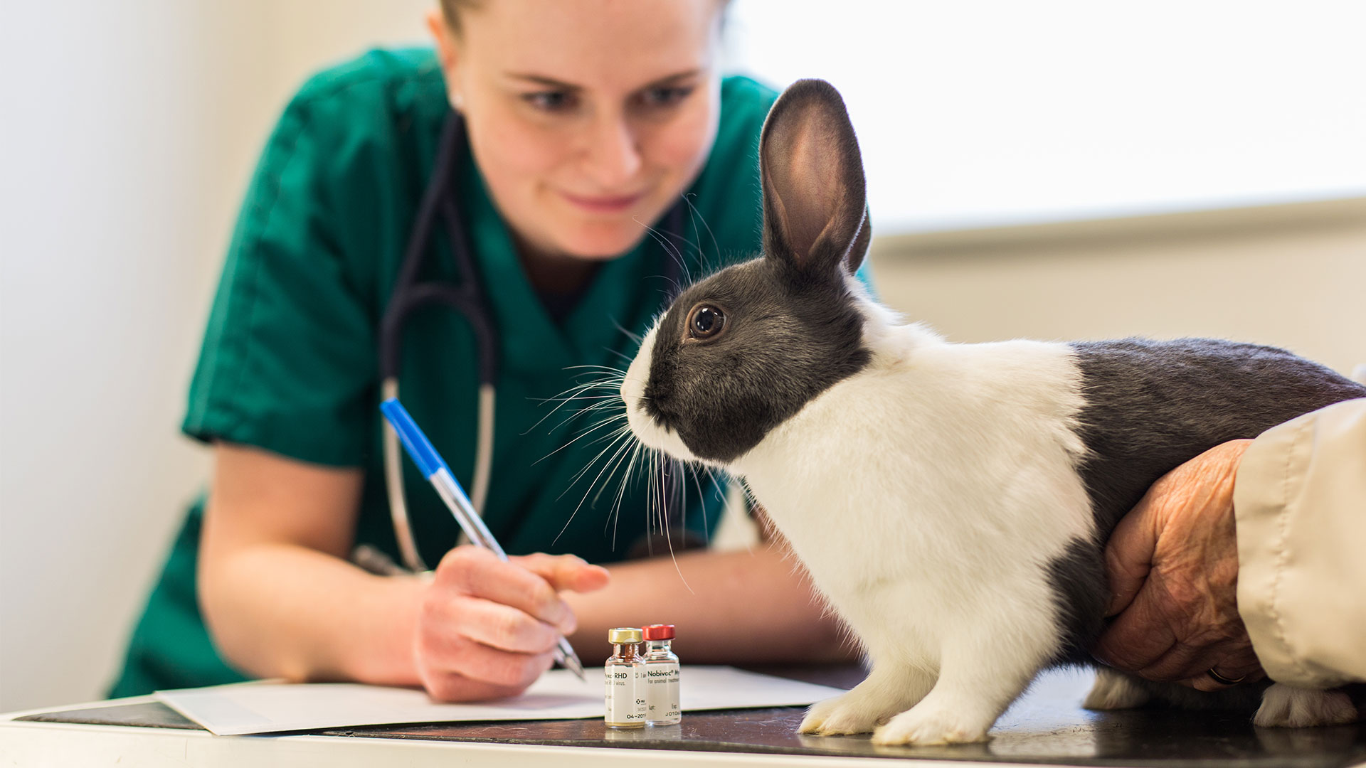 Register Your Pet Local Vets in Crumlin, Glengormley & Lisburn