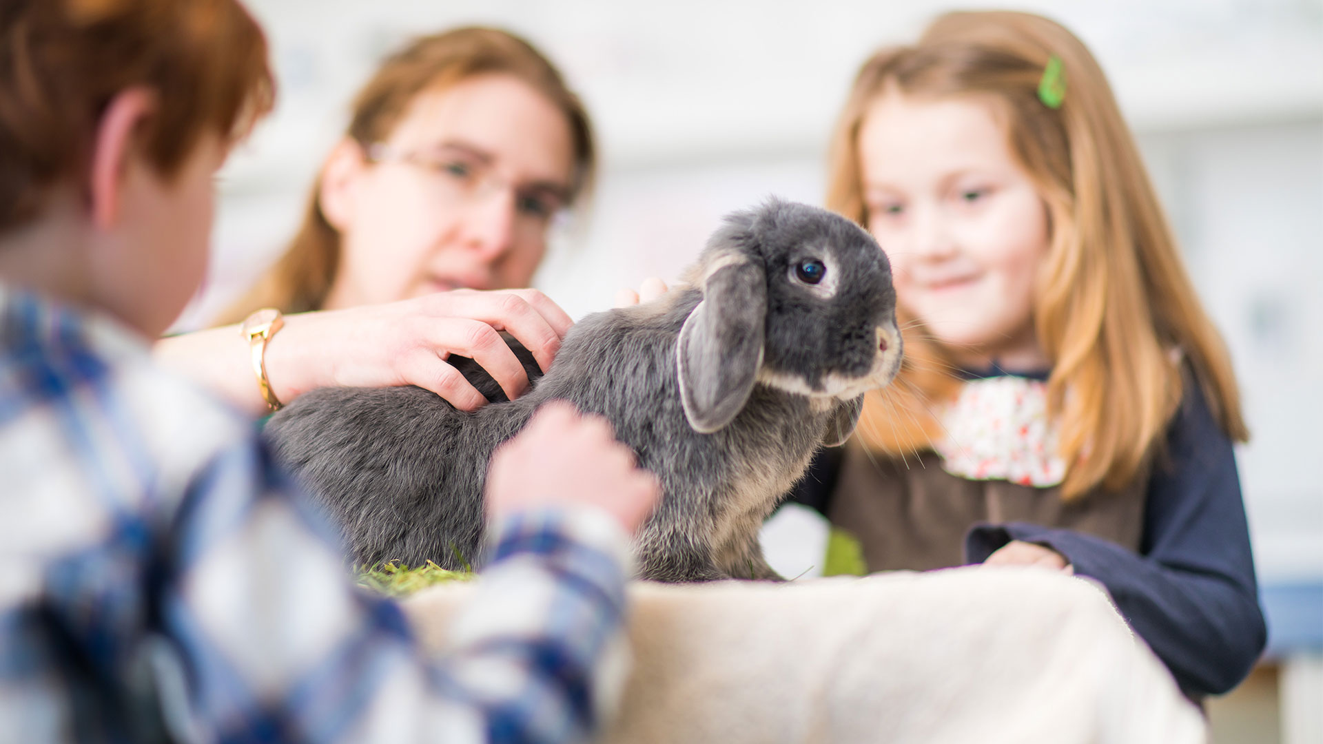 Request An Appointment Local Vets in Crumlin, Glengormley & Lisburn