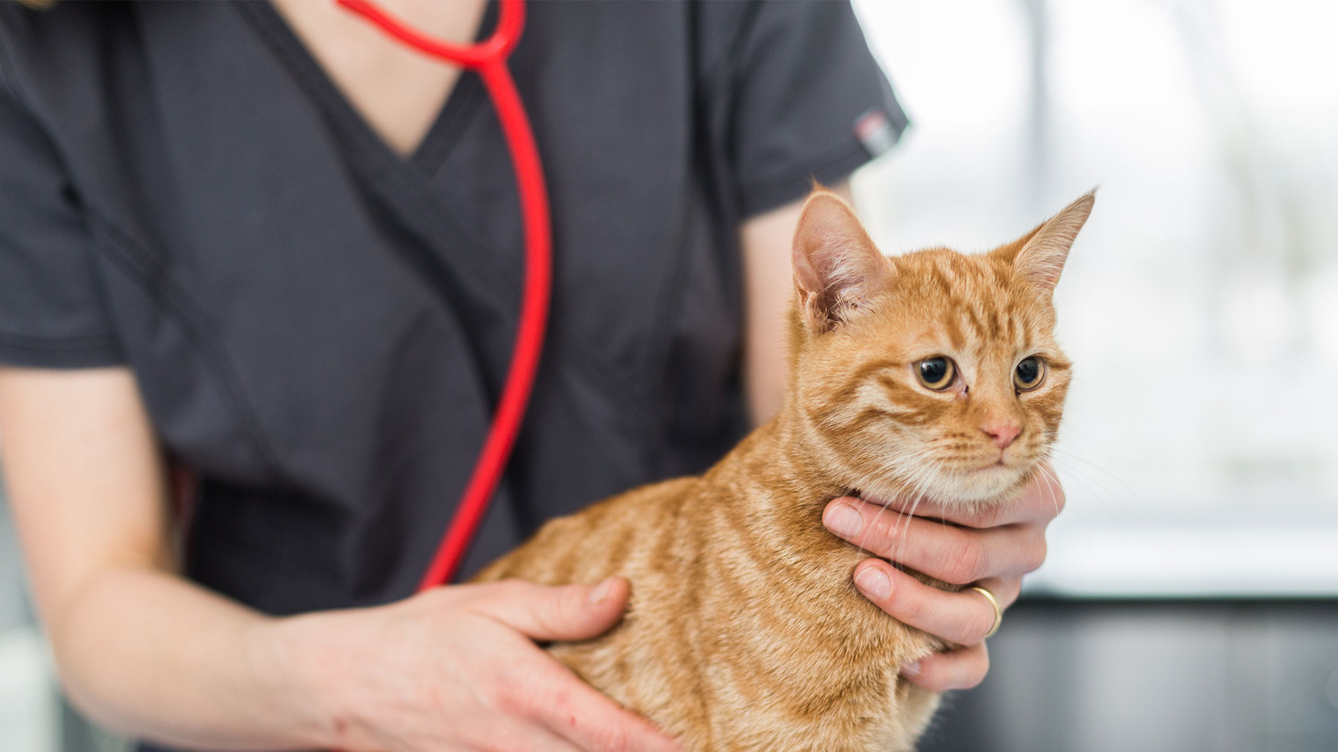 Vet Services in Crumlin, Glengormley and Lisburn from your local vet