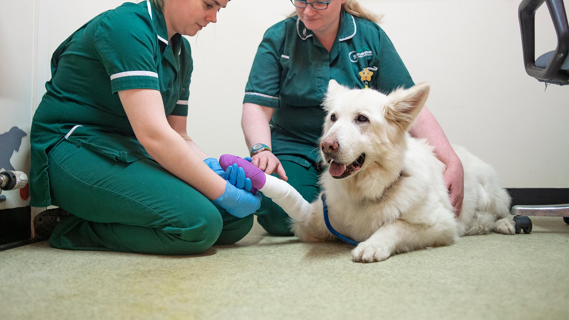 Small Animal Services Local Vets in Londonderry Glenshane Vets