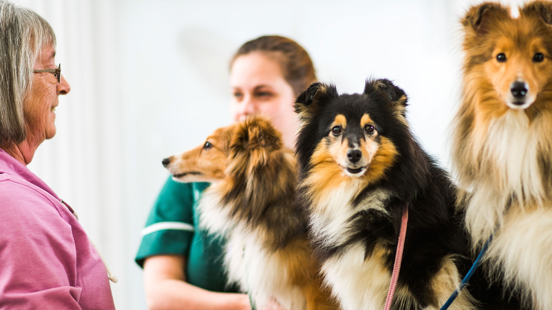 Our Vets And Specialists East Lothian Gordon Vets Gordon Vets