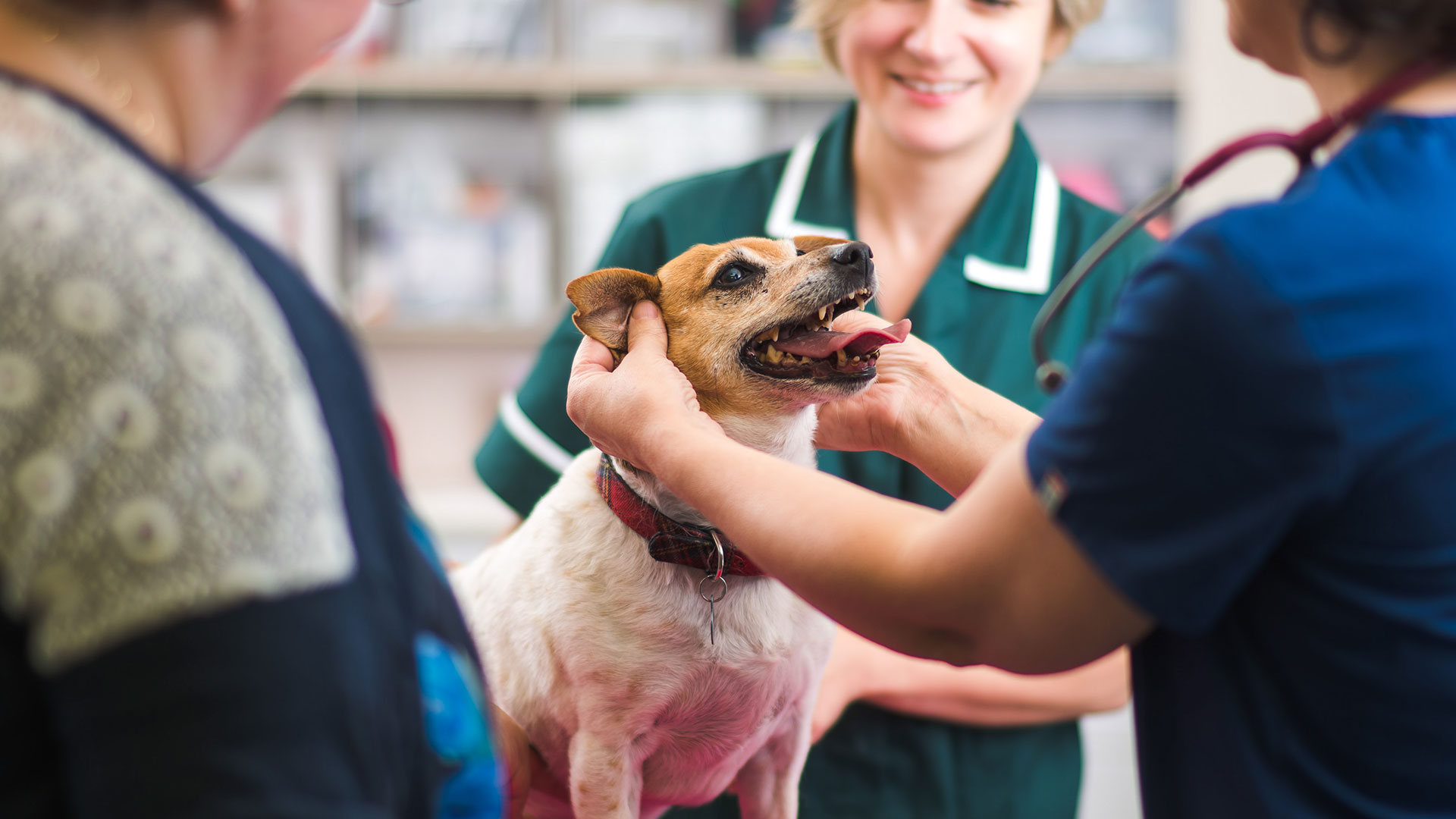 Veterinary Services Local Vets in Edinburgh and Lothian Gordon Vets