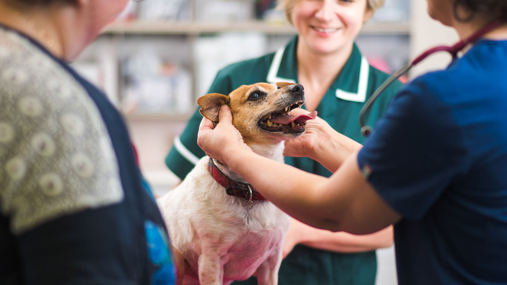 local vets home visits