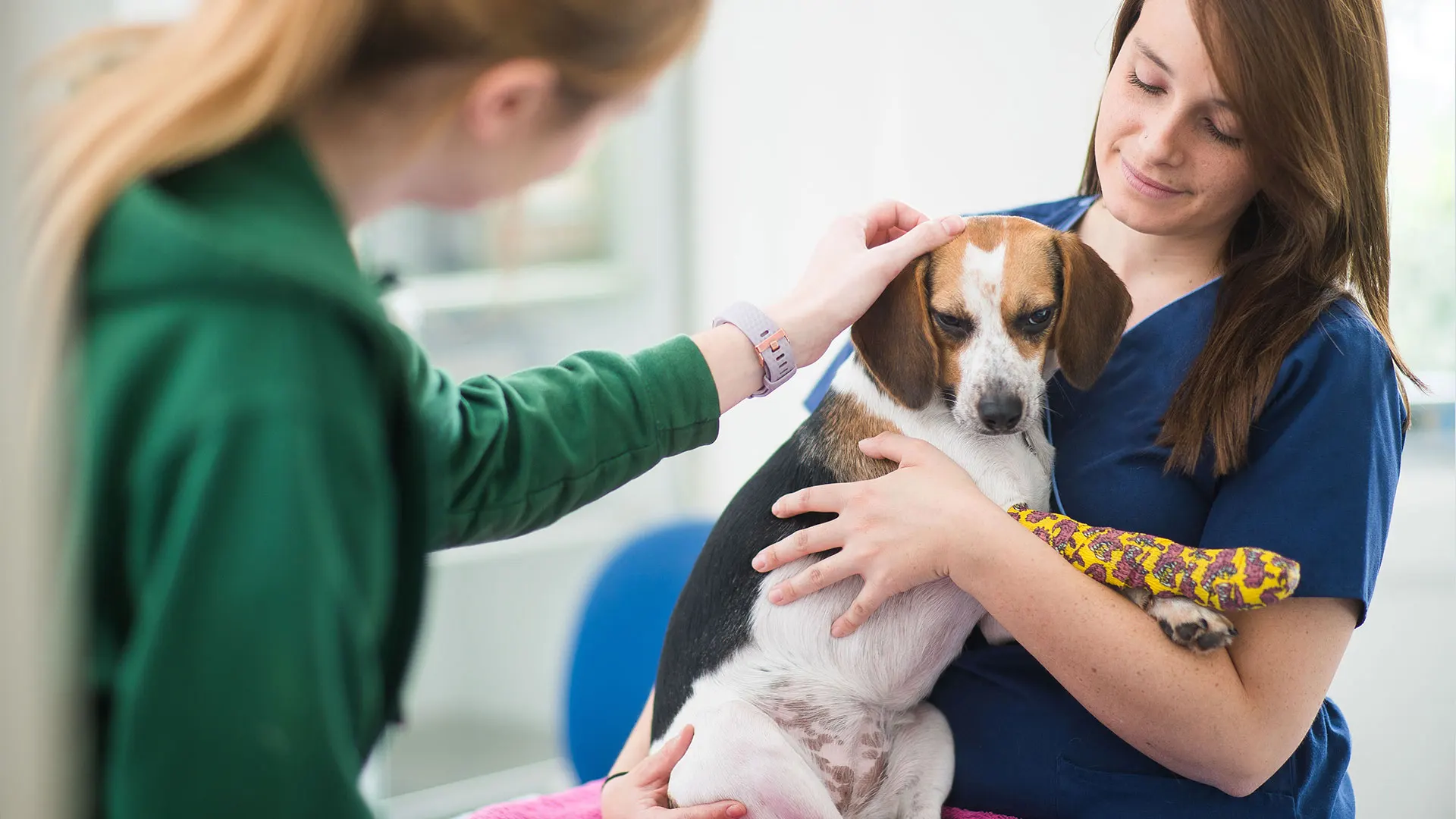 Contact us | Local Vets in Gorey - Gorey Vet Hospital