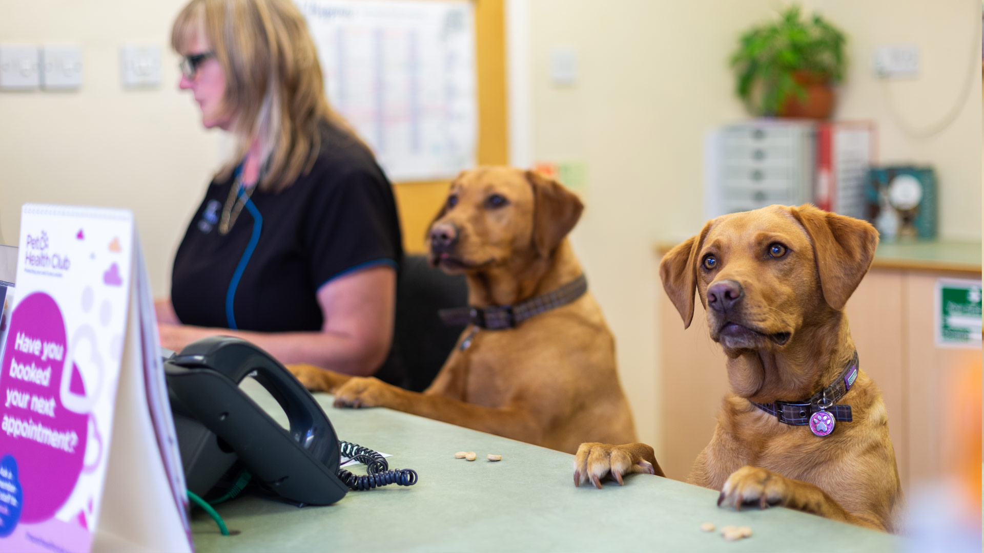 Veterinary Services Local Vets in Basingstoke & Tadley GP Vets