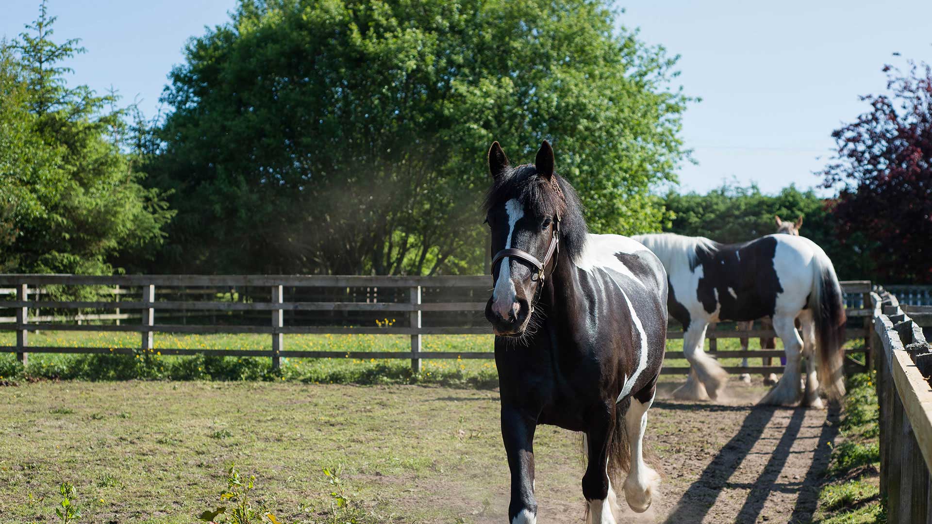 Equine Practice & Services Local Vets in Falkirk Grahams Road Vets