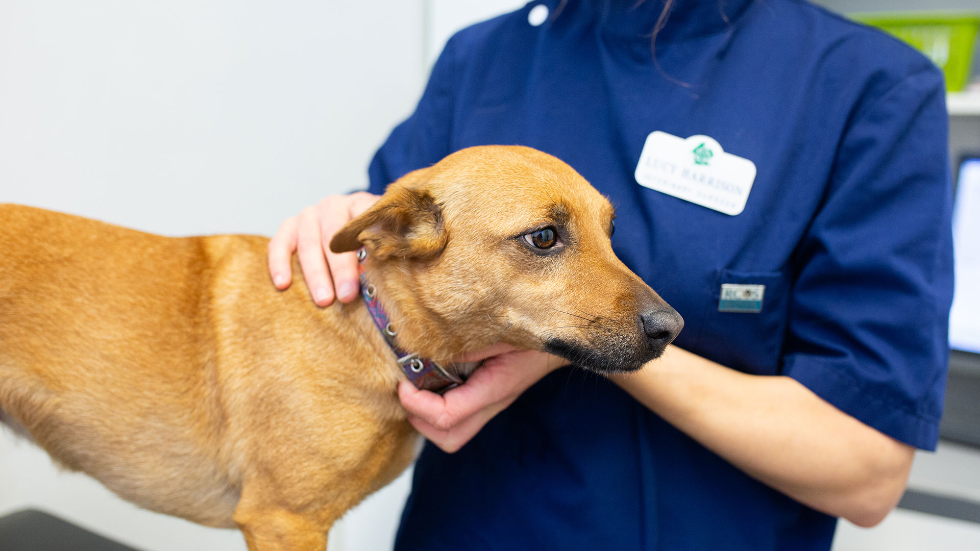 About Grange Hill Veterinary Centre Our Team, Fees and More