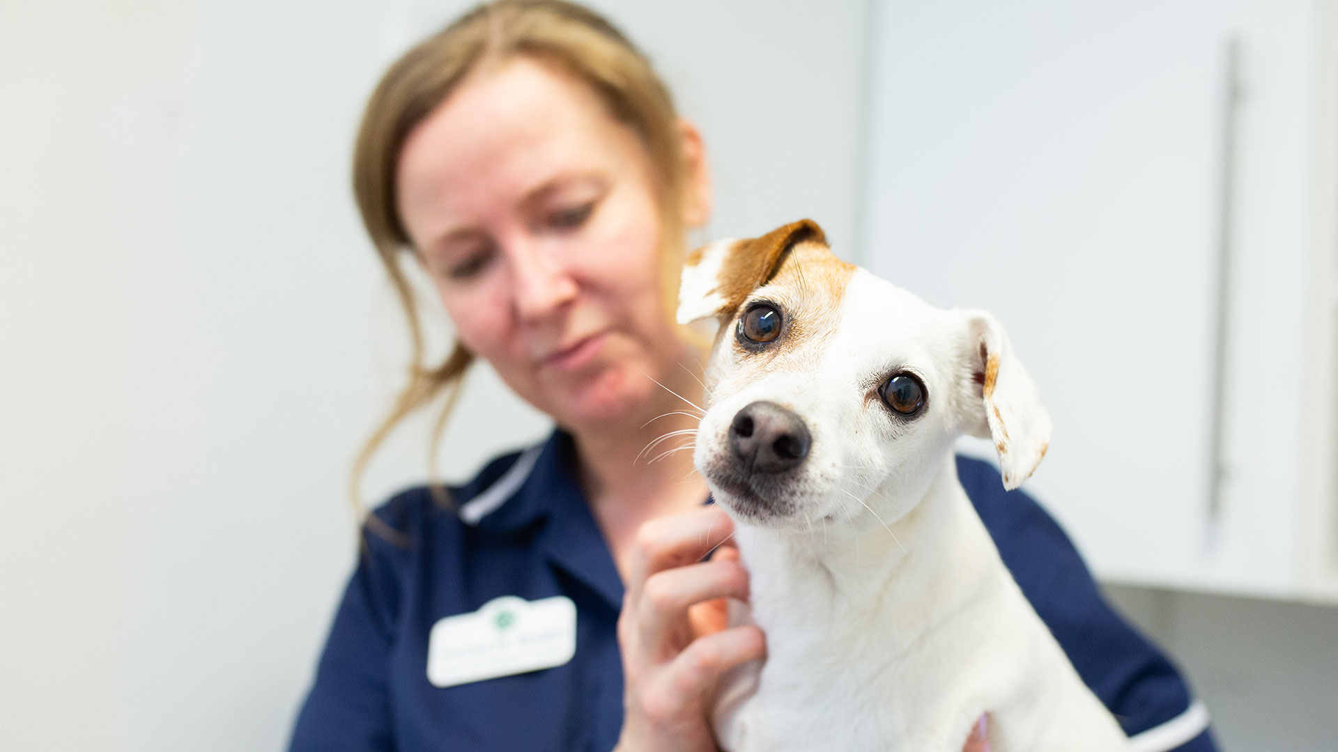 Meet the Team at Grange Hill Veterinary Centre About Us Vets in
