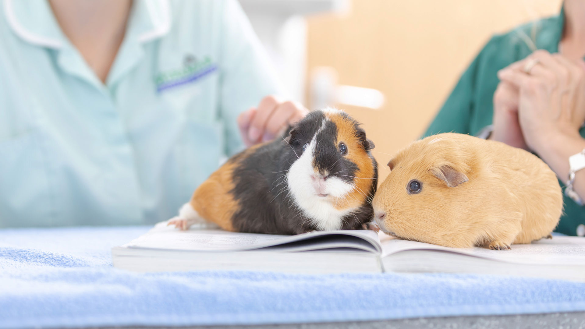 Contact Us Local Vets in Chester & Wrexham Green Lane Vets