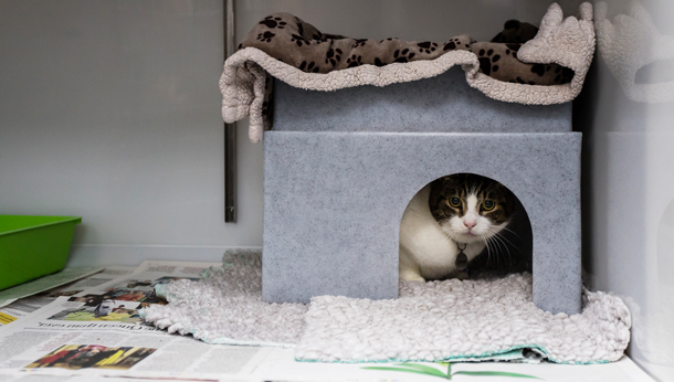 How to Afford the Cost of Veterinary Care Homeless to Housecats