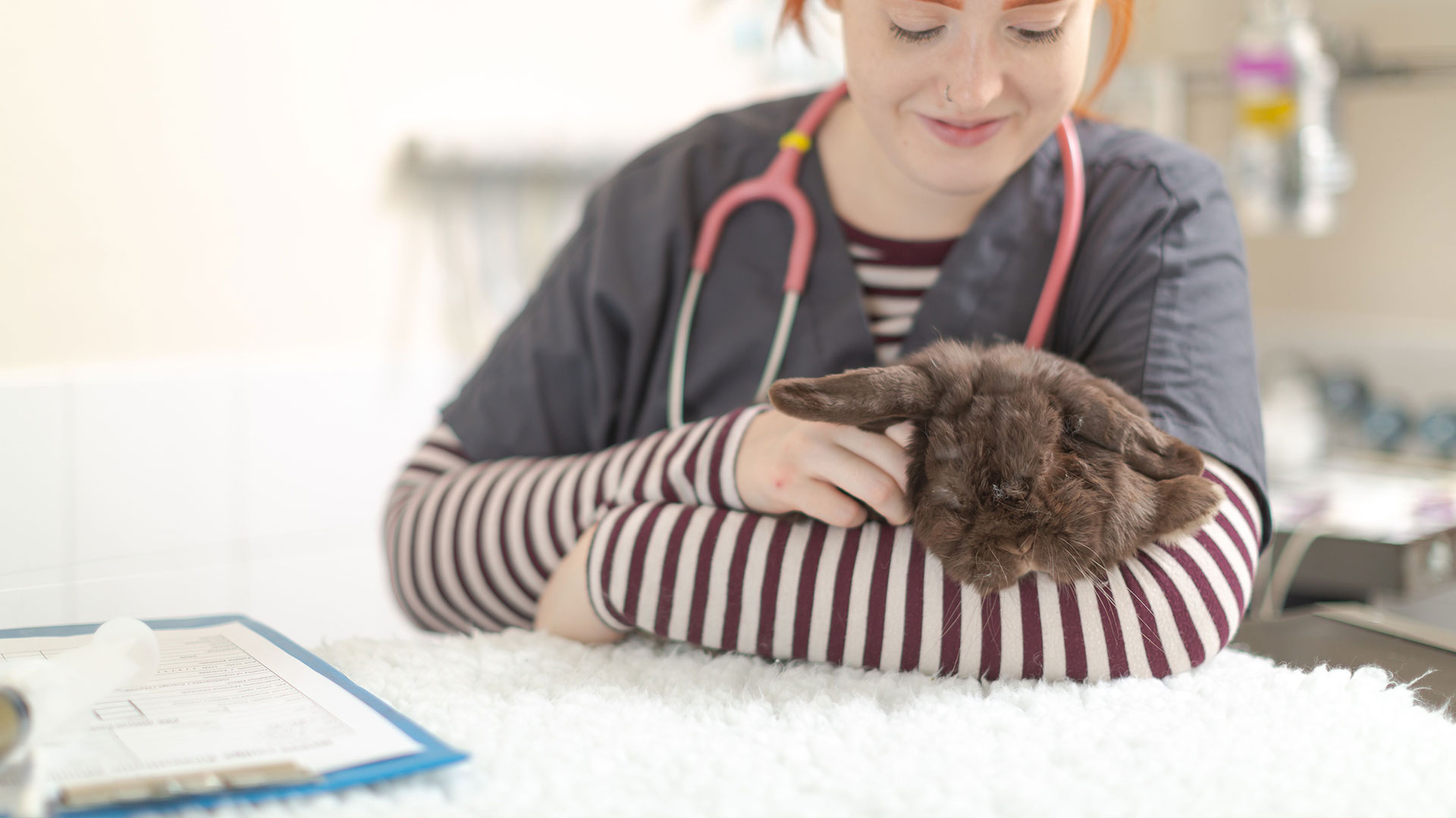 Our Promise to You Local Vets in West & East Sussex Grove Lodge Vets