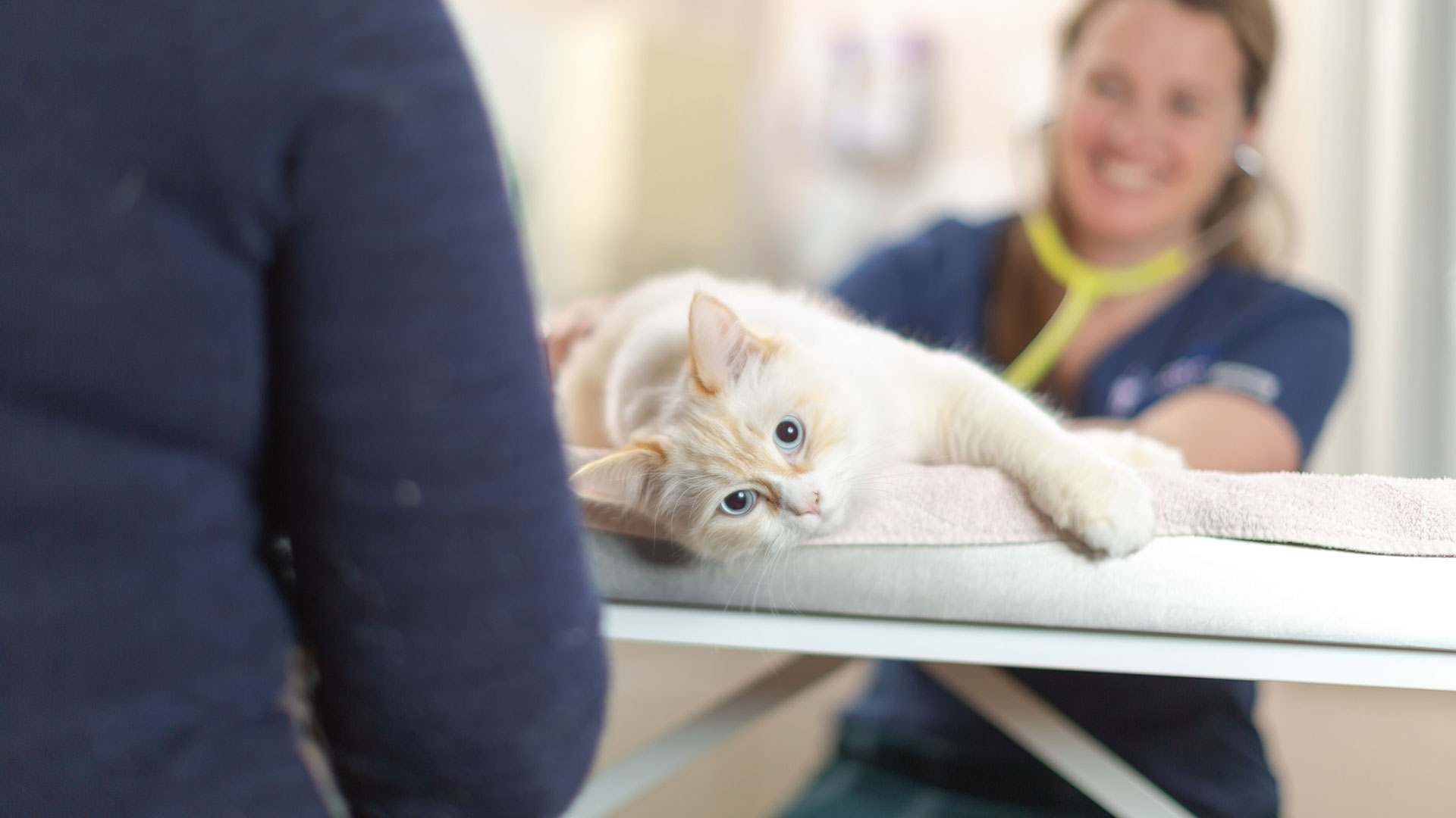 Our Fantastic Offers Local Vets in West & East sussex Grove Lodge Vets